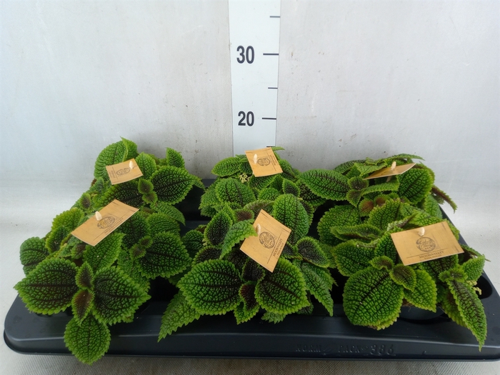 <h4>Pilea alumi</h4>