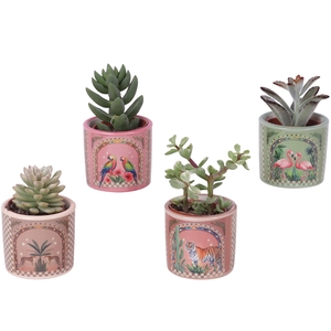 Succulenten mix Ø5,5cm in Ceramic Pot Exotic Animals Ø07cm