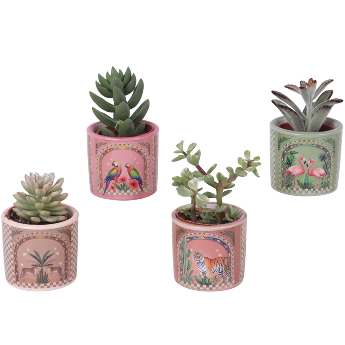 <h4>Succulenten mix Ø5,5cm in Ceramic Pot Exotic Animals Ø07cm</h4>