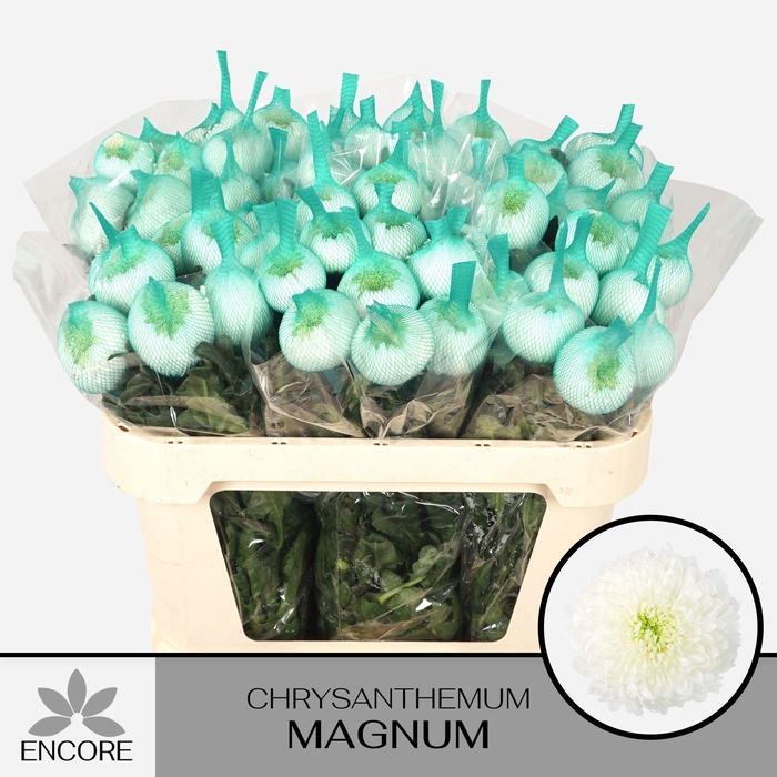 <h4>CHR G MAGNUM</h4>