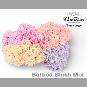 CHR T BALTICA BLUSH MIX