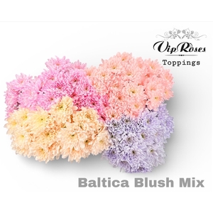 Chr T Baltica Blush Mix