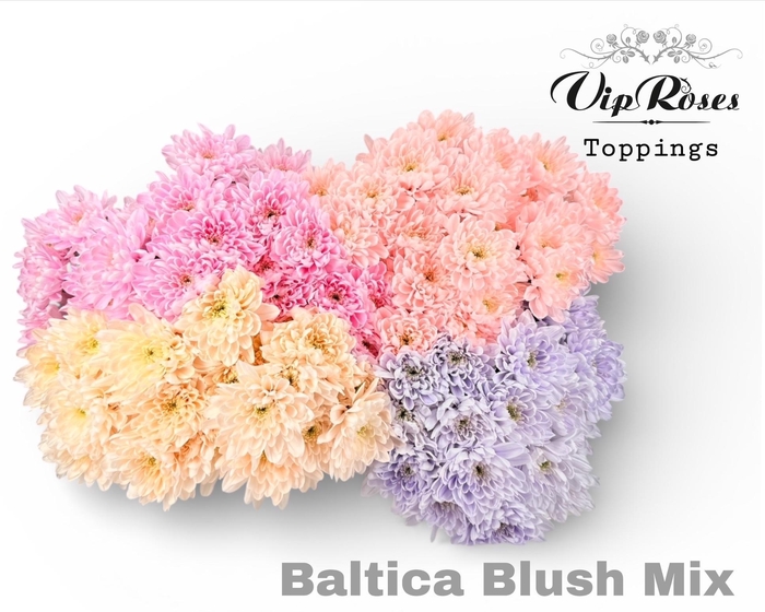 <h4>CHR T BALTICA BLUSH MIX</h4>