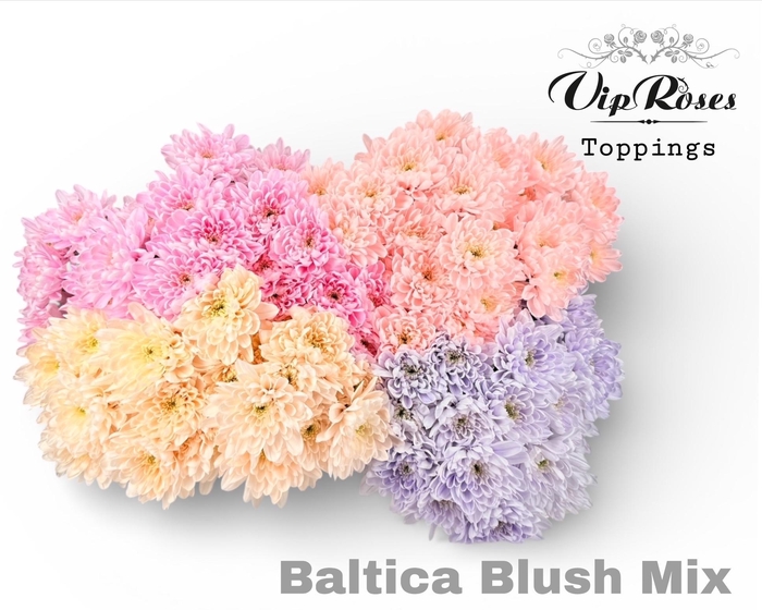 <h4>CHR T BALTICA BLUSH MIX</h4>