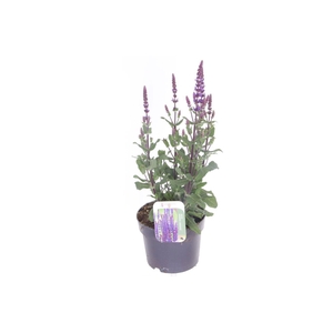 Salvia nemorosa Caradonna