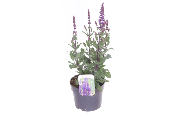 <h4>Salvia nemorosa Caradonna</h4>