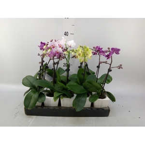 Phalaenopsis   ...mini