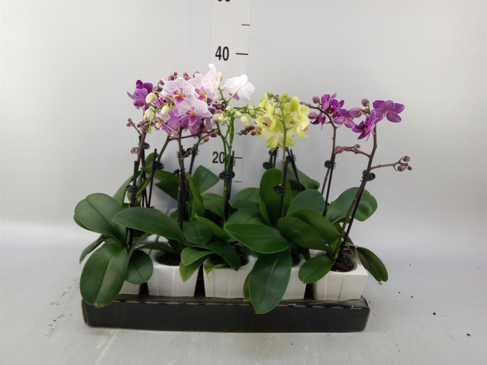 <h4>Phalaenopsis   ...mini</h4>