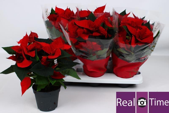 <h4>EUPHOR P CHR EVE</h4>