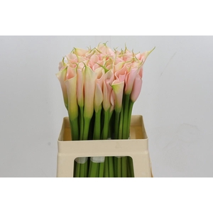 Zantedeschia Eydolls Salmon