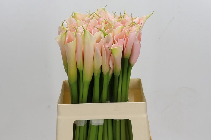 <h4>Zantedeschia Eydolls Salmon</h4>