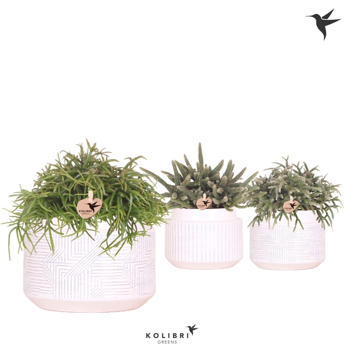 <h4>Kolibri Greens Rhipsalis mix in Maze pot white</h4>