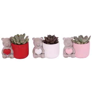 Valentine Arr. Succulent Ceramic Lovebearpot Heart Ø14cm 1PP