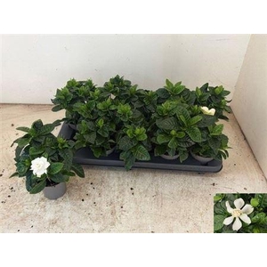 Gardenia Jasminoides