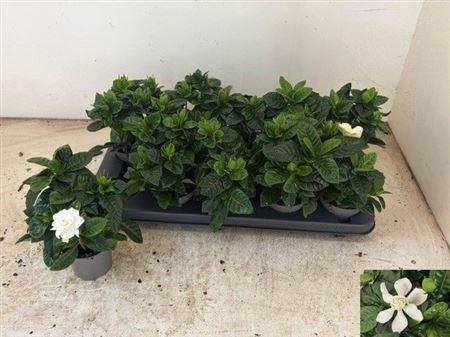 <h4>Gardenia Jasminoides</h4>
