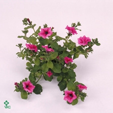 Petunia  'Surfinia Hot Pink'