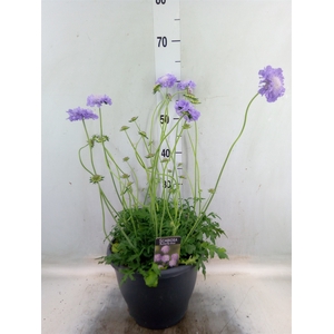 Scabiosa columb. 'Butterfly Blue'