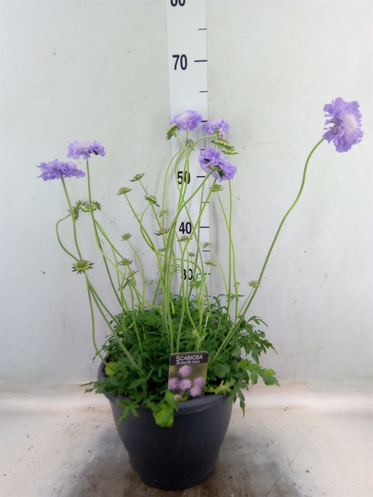 <h4>Scabiosa columb. 'Butterfly Blue'</h4>