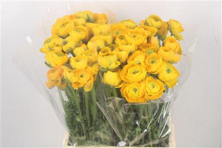 <h4>Ran El. Yellow Ex</h4>