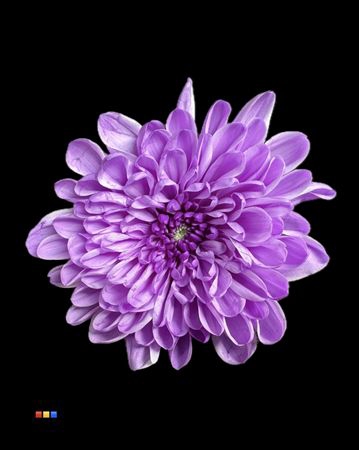 <h4>Chr T Altaj Pastel Milka</h4>