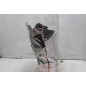 CALATHEA ROSEA PICTA CRIMSON P17