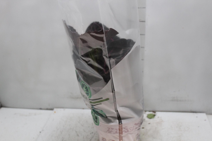 <h4>CALATHEA ROSEA PICTA CRIMSON P17</h4>