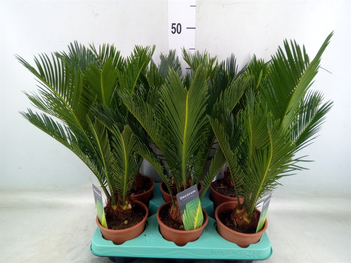 <h4>Cycas revoluta</h4>