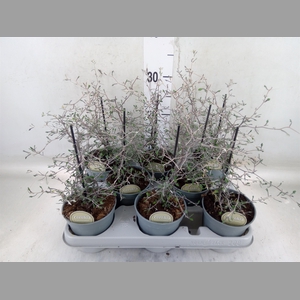 Corokia cotoneaster