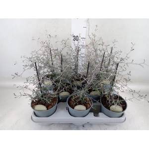 Corokia cotoneaster