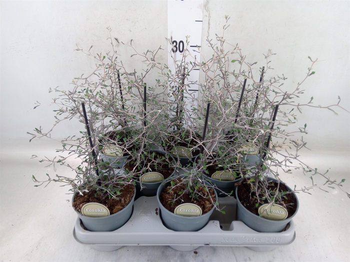 <h4>Corokia cotoneaster</h4>