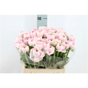 Ran Cl Real Marleene