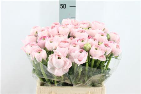 <h4>Ran Cl Real Marleene</h4>