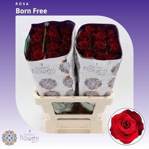 Rosa a grande fleur Born Free