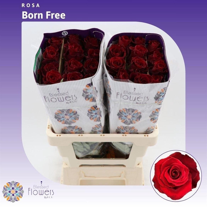 <h4>Rosa a grande fleur Born Free</h4>