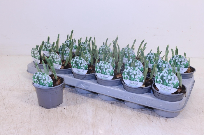 <h4>GALANTHUS HIPPOLYTA</h4>