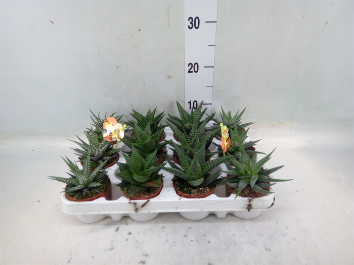 <h4>Haworthia   ...mix</h4>