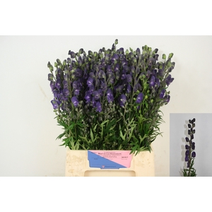 Aconitum Pyramidale Mart Lia Heemskerk