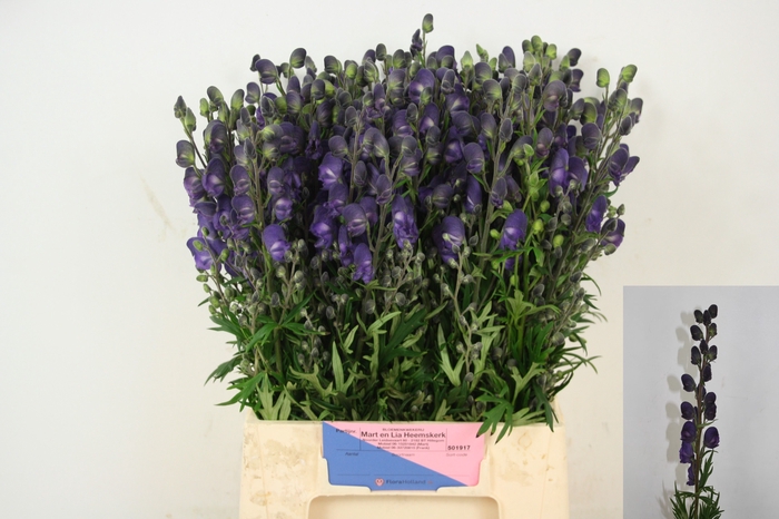<h4>Aconitum Pyramidale Mart Lia Heemskerk</h4>