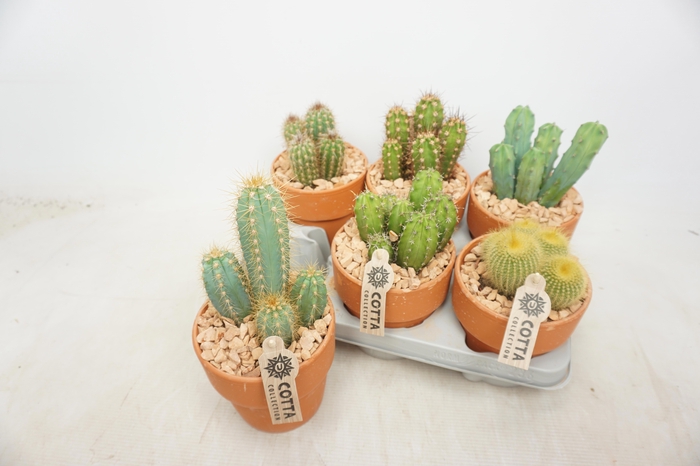 <h4>CACTUS GEM</h4>