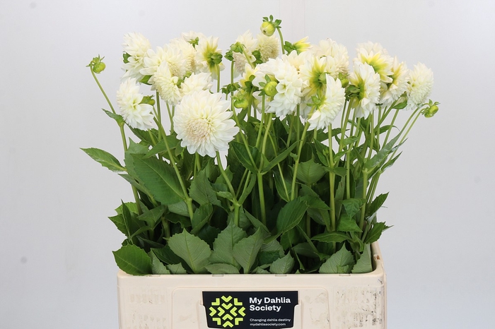 <h4>Dahlia Boom Boom White</h4>