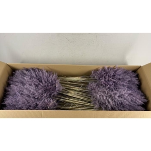 Df Pampas 115cm Aubergine