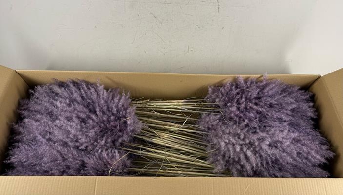 <h4>Df Pampas 115cm Aubergine</h4>