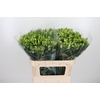 Alstroemeria White Pearls 90 Gram