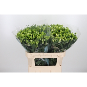 Alstroemeria White Pearls 90 Gram