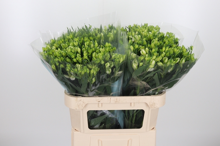 <h4>Alstroemeria White Pearls 90 Gram</h4>