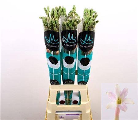 <h4>Poliant Tu Elsa Blus</h4>