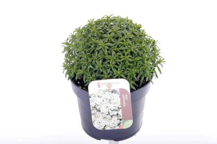 <h4>Iberis sempervirens Snow Cone</h4>