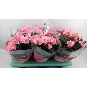 Begonia elat. DU 'Move2Joy Pink'