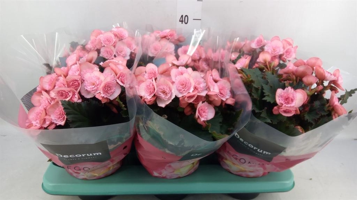 <h4>Begonia elat. DU 'Move2Joy Pink'</h4>