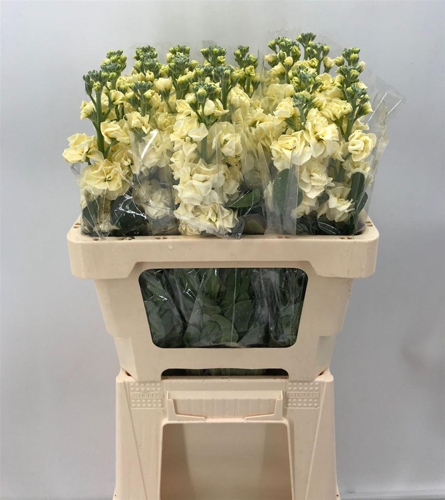 <h4>MATTHIOLA IRON YELLOW</h4>